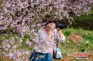 春暖花开 在线观看,在线赏花之旅  第2张